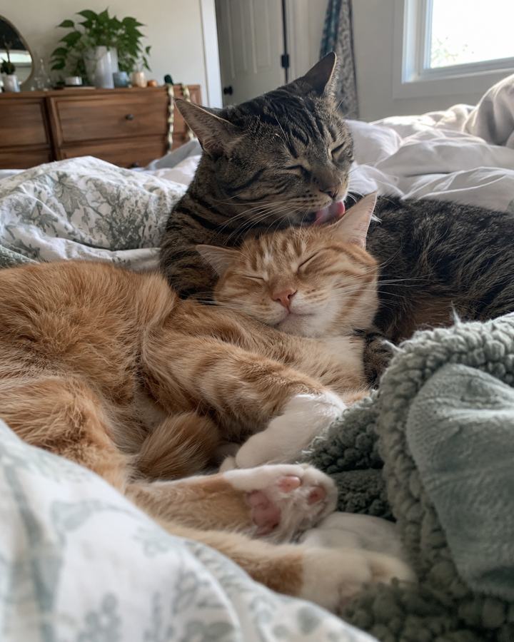 Original two cats cuddling photo