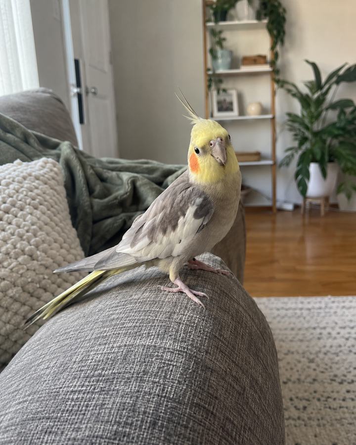 Original cockatiel on a couch photo