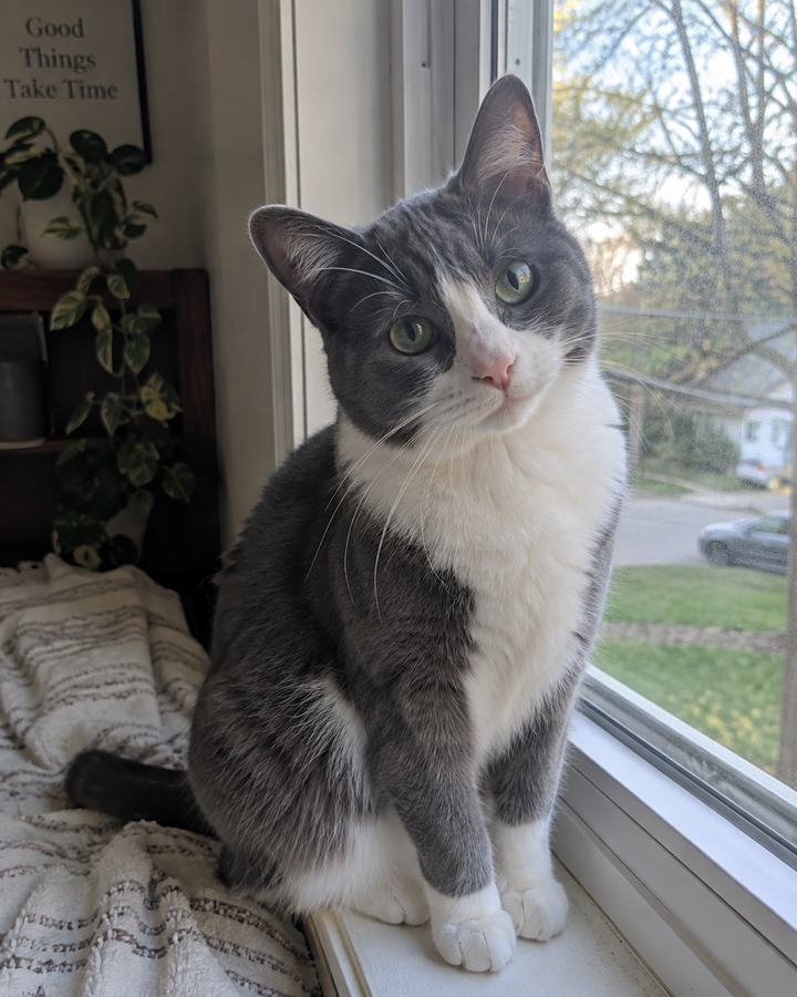 Original cat on a windowsill photo